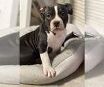 Small Photo #1 American Bully Puppy For Sale in WORCESTER, MA, USA