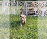 Small Photo #1 American Bully Puppy For Sale in HILTON, NY, USA