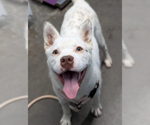 Banzai - Male Mutt Dog for Adoption - Photo #4