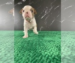 Small Photo #87 Boston Terrier Puppy For Sale in TULARE, CA, USA