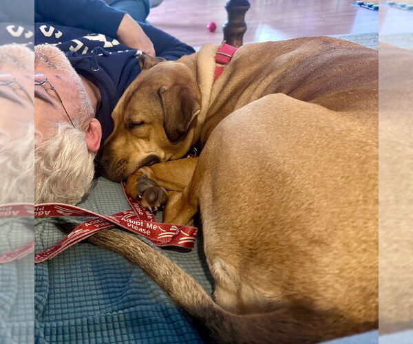 Medium Photo #6 Mutt Puppy For Sale in Canton, CT, USA