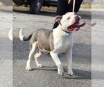Small #6 Bulldog Mix