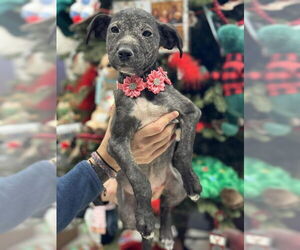 Labrador Retriever Dogs for adoption in Conroe, TX, USA