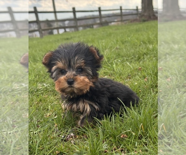 Medium Photo #3 Yorkshire Terrier Puppy For Sale in CANOGA, NY, USA