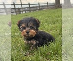 Small #2 Yorkshire Terrier