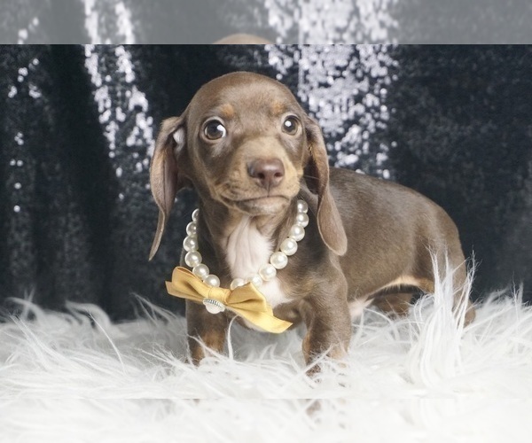 Medium Photo #6 Dachshund Puppy For Sale in WARSAW, IN, USA