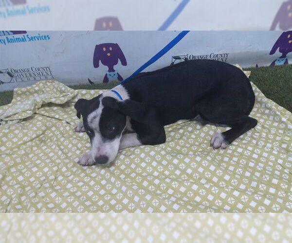 Medium Photo #1 Mutt Puppy For Sale in Orlando, FL, USA