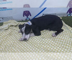 Mutt Dogs for adoption in Orlando, FL, USA