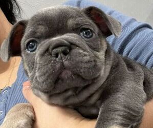 French Bulldog Puppy for sale in LOUISVILLE, KY, USA