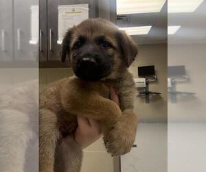 German Shepherd Dog-Unknown Mix Dogs for adoption in Conroe, TX, USA