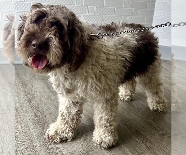 Medium Photo #3 Cock-A-Poo-Unknown Mix Puppy For Sale in Westminster, MD, USA