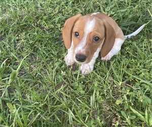Dachshund Puppy for sale in DELTONA, FL, USA