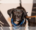 Small Photo #3 Labrador Retriever-Unknown Mix Puppy For Sale in St. Louis Park, MN, USA