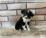 Small Miniature Australian Shepherd