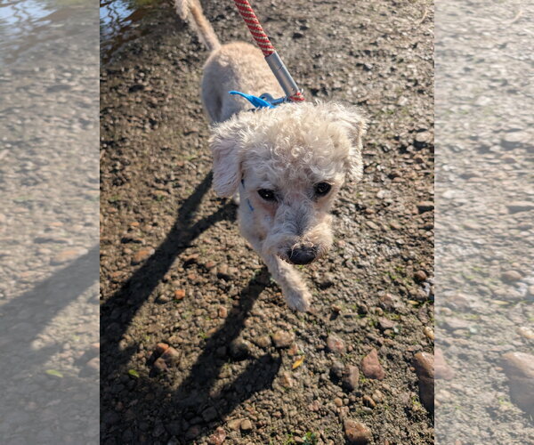 Medium Photo #2 Poodle (Miniature)-Unknown Mix Puppy For Sale in Aurora, CO, USA