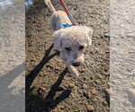 Small #1 Poodle (Miniature) Mix