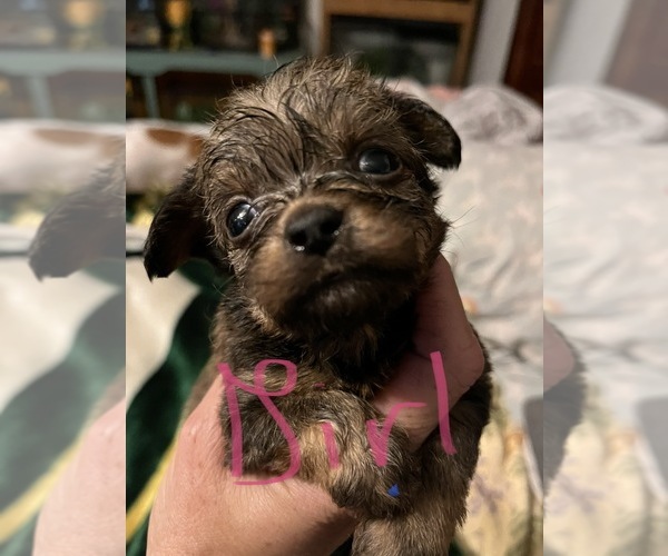 Medium Photo #8 Tibetan Terrier-Yorkshire Terrier Mix Puppy For Sale in JACKSONVILLE, FL, USA