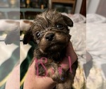 Small Photo #8 Tibetan Terrier-Yorkshire Terrier Mix Puppy For Sale in JACKSONVILLE, FL, USA