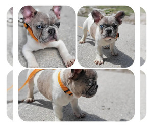 French Bulldog Puppy for sale in TAMPA, FL, USA