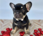 Small Photo #8 French Bulldog Puppy For Sale in CYPRESS, TX, USA