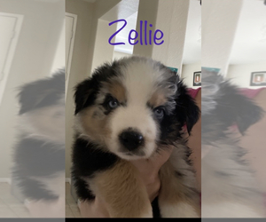 Miniature Australian Shepherd Puppy for sale in WILDOMAR, CA, USA