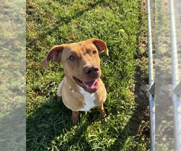 Medium Photo #1 American Pit Bull Terrier-Labrador Retriever Mix Puppy For Sale in Louisville, KY, USA