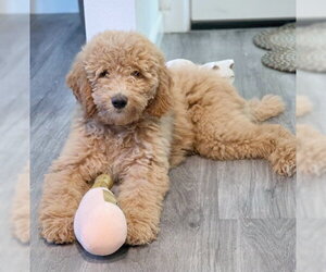 Princess Buttercup - Female Poodle (Standard) Dog for Adoption - Photo #7