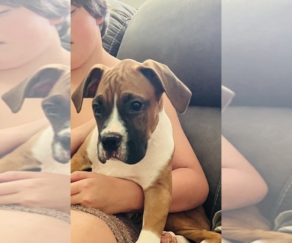Medium Photo #5 Boxer Puppy For Sale in CLAREMORE, OK, USA