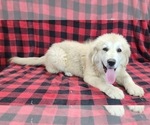 Small #6 Anatolian Shepherd