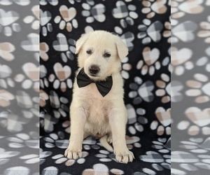 German Shepherd Dog Puppy for sale in PEACH BOTTOM, PA, USA