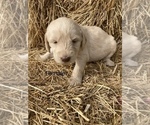 Puppy White Female Labradoodle