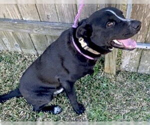 Labrador Retriever-Unknown Mix Dogs for adoption in Houston, TX, USA