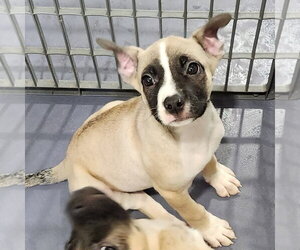 Pug-Unknown Mix Dogs for adoption in Walnutport, PA, USA