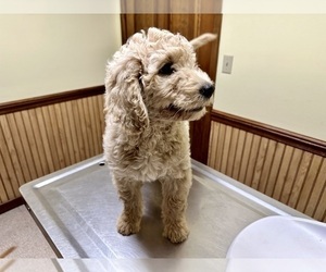 Goldendoodle Puppy for sale in MILLRY, AL, USA