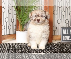 Aussie-Poo Dog for Adoption in NAPLES, Florida USA