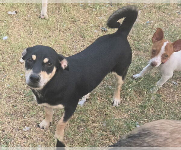 Medium Photo #3 Labrador Retriever-Unknown Mix Puppy For Sale in San Antonio, TX, USA