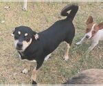 Small #2 Labrador Retriever Mix