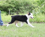 Small #9 Australian Shepherd