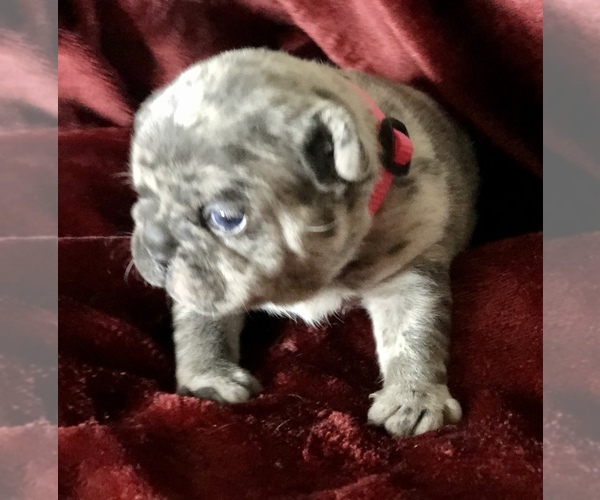 Medium Photo #19 French Bulldog Puppy For Sale in BUCKS BAR, CA, USA