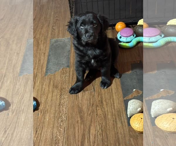 Medium Photo #1 Collie-Labrador Retriever Mix Puppy For Sale in pomfret, CT, USA