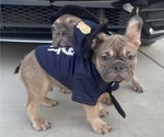 Small #15 French Bulldog