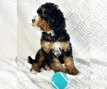 Small #3 Miniature Bernedoodle