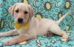 Small Photo #4 Labrador Retriever Puppy For Sale in EDEN, PA, USA