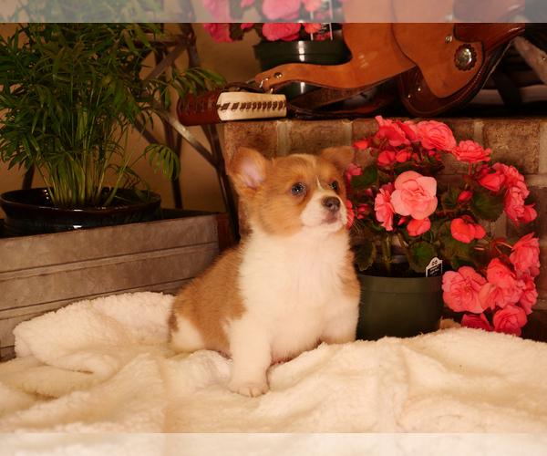 Medium Photo #5 Pembroke Welsh Corgi Puppy For Sale in SPRINGFIELD, MO, USA