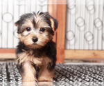 Small Yorkshire Terrier