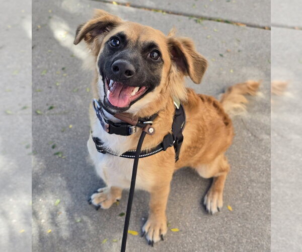 Medium Photo #1 Cocker Spaniel-German Shepherd Dog Mix Puppy For Sale in Lakewood, CO, USA