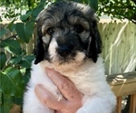 Small Photo #7 Pyredoodle Puppy For Sale in GEORGETOWN, TX, USA