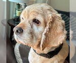 Small #8 Cocker Spaniel