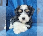 Small #18 Morkie