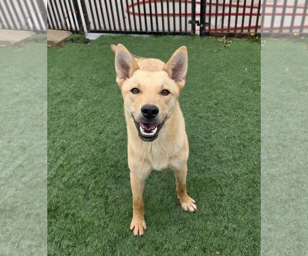 Medium Photo #10 Shiba Inu-Unknown Mix Puppy For Sale in Rockwall, TX, USA